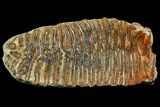 Fossil Woolly Mammoth Upper M Molar - North Sea Deposits #149779-2